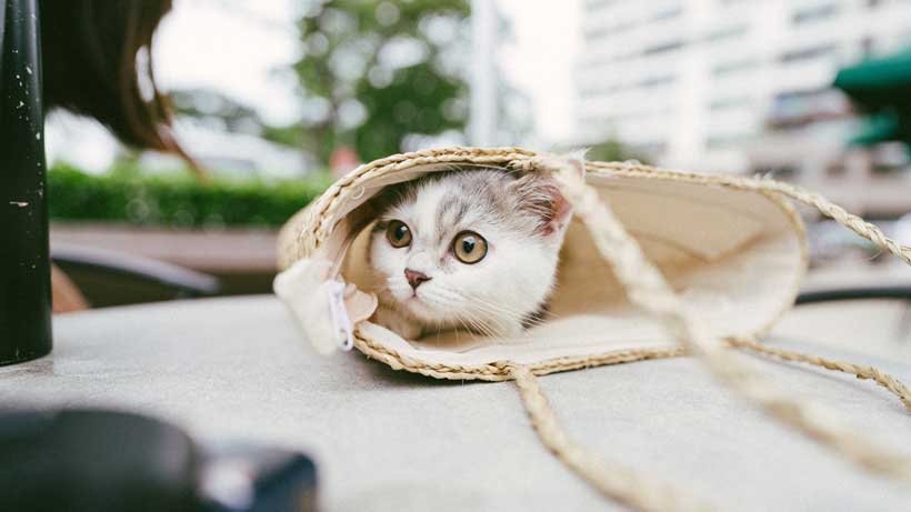 A cute cat hidden in a bag