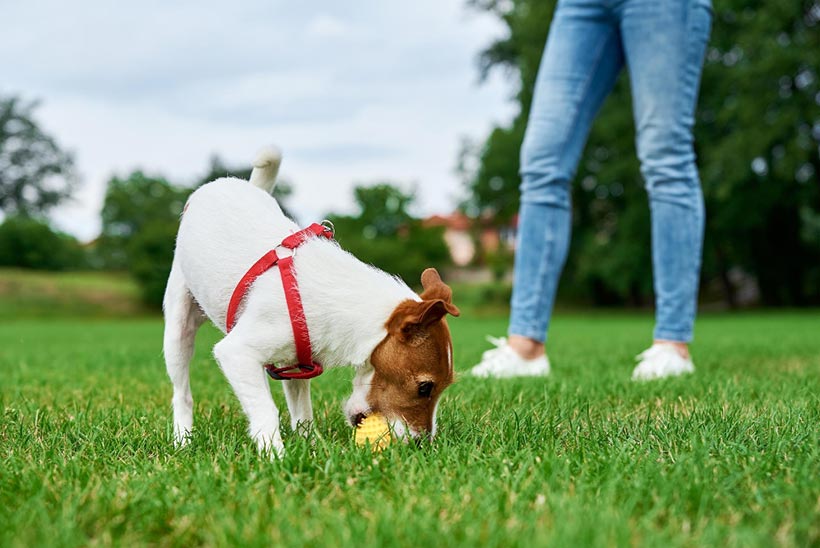 Un chien joue avec une petite balle dans un jardin
