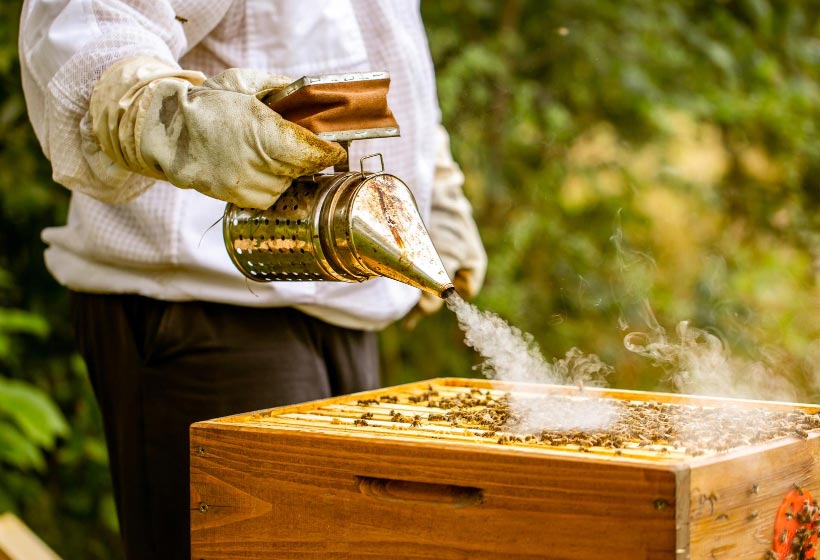A beekeeper uses a smoker on a beehive